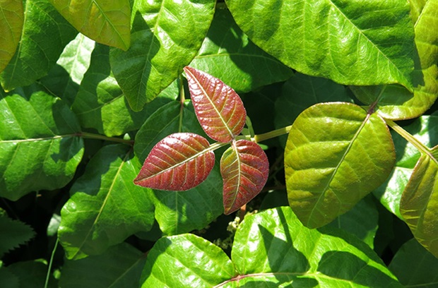 Poison Ivy, Oak, and Sumac … Oh My! - Penn Medicine